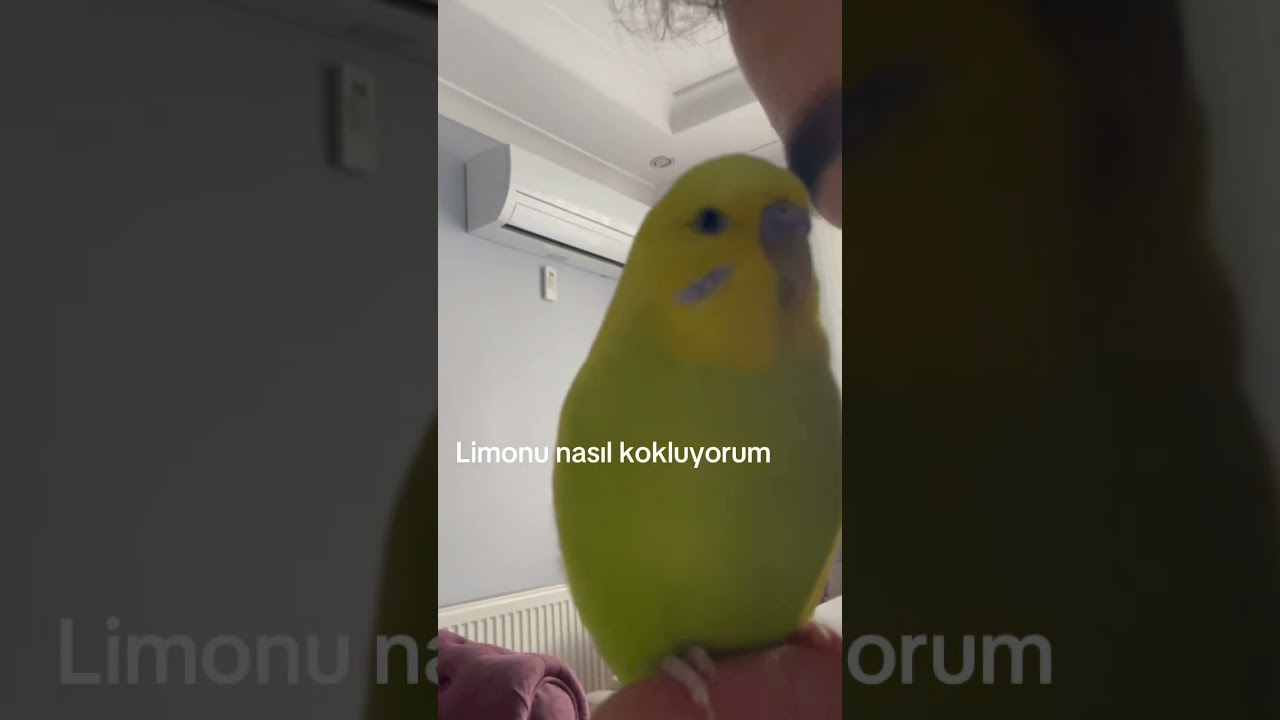 Mis kokulum