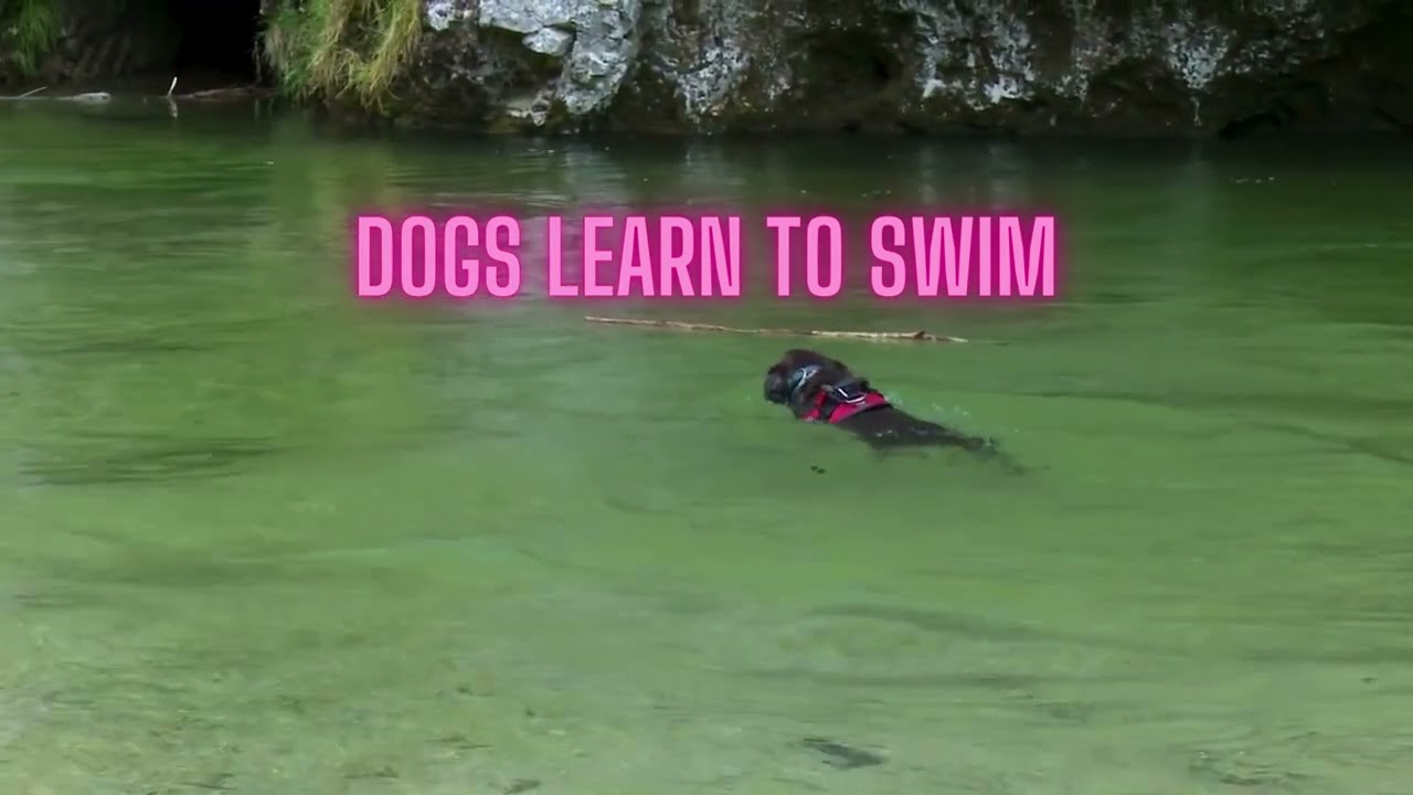 DOGS LEARN TO SWIM