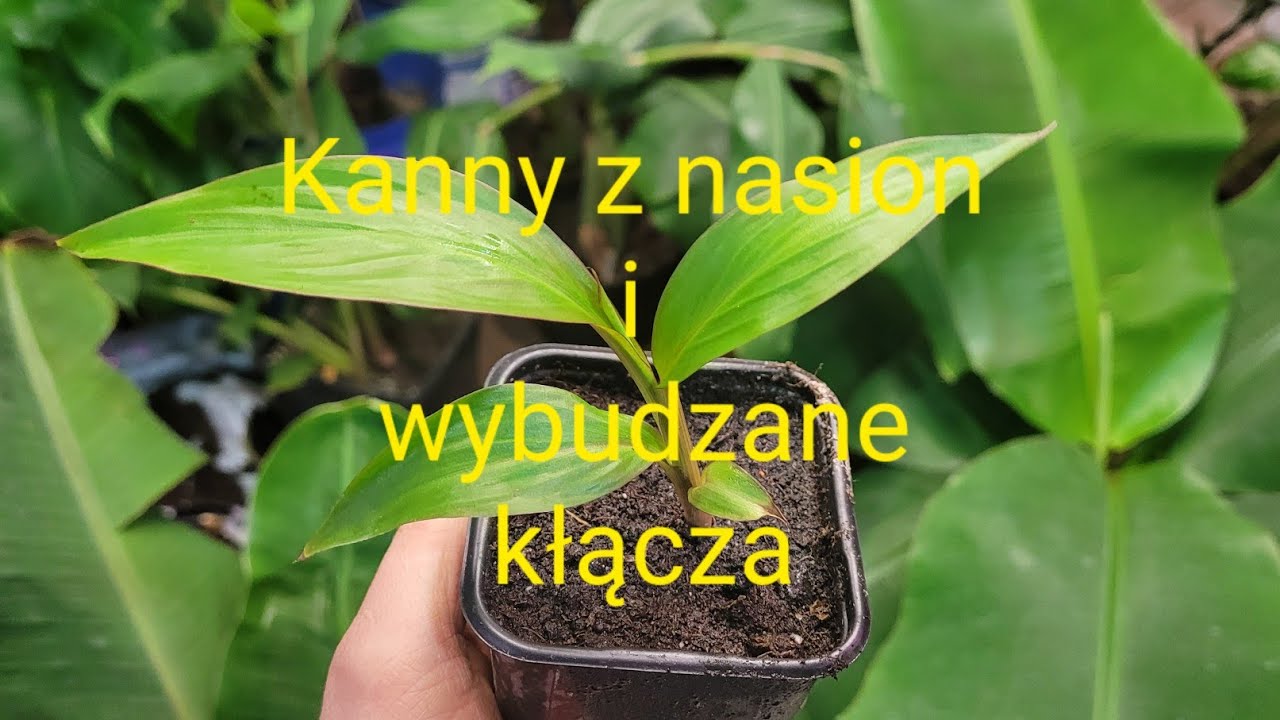 475#. Kanny z nasion i wybudzane kłącza - 17.03.21