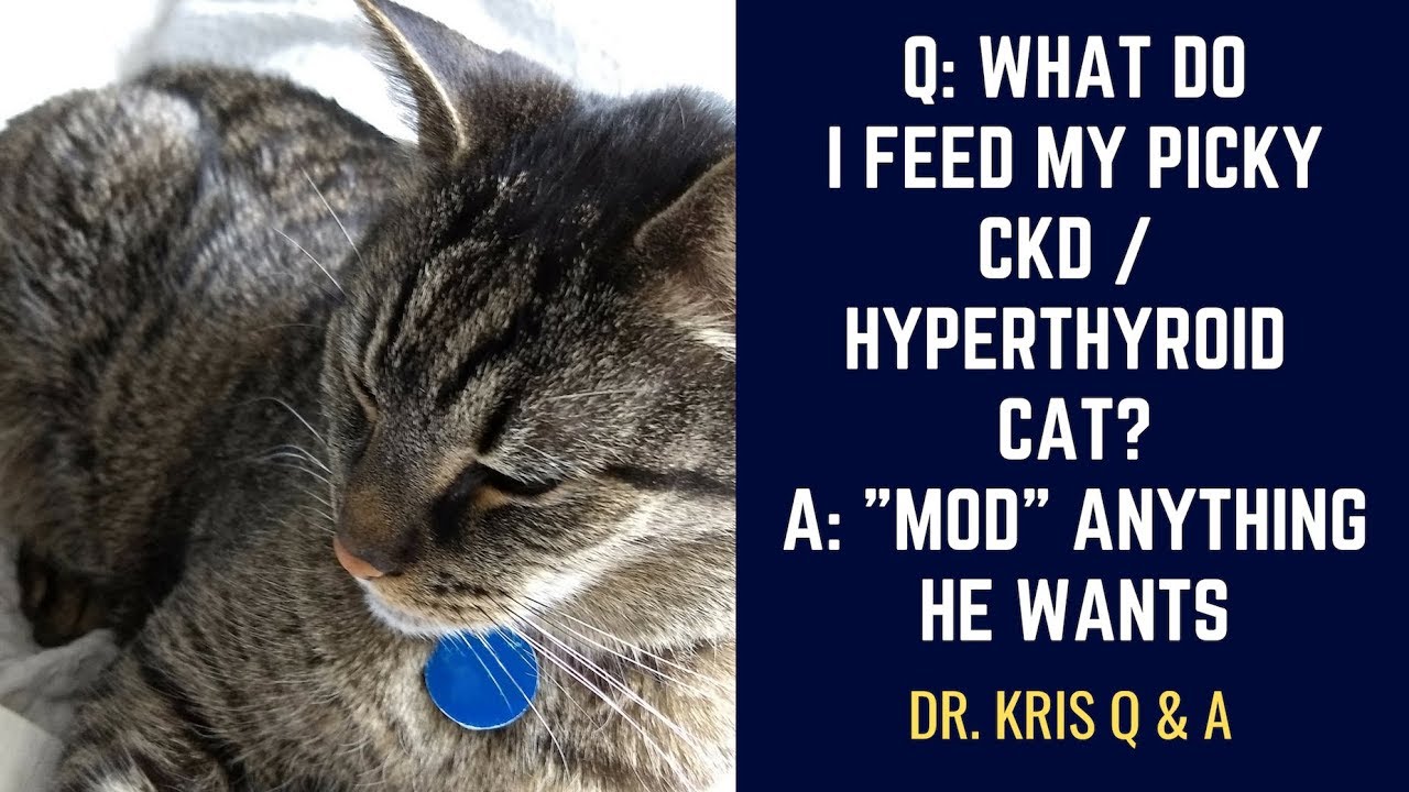 Q: What do I feed my picky CKD and Hyperthyroid cat? Anything he wants!