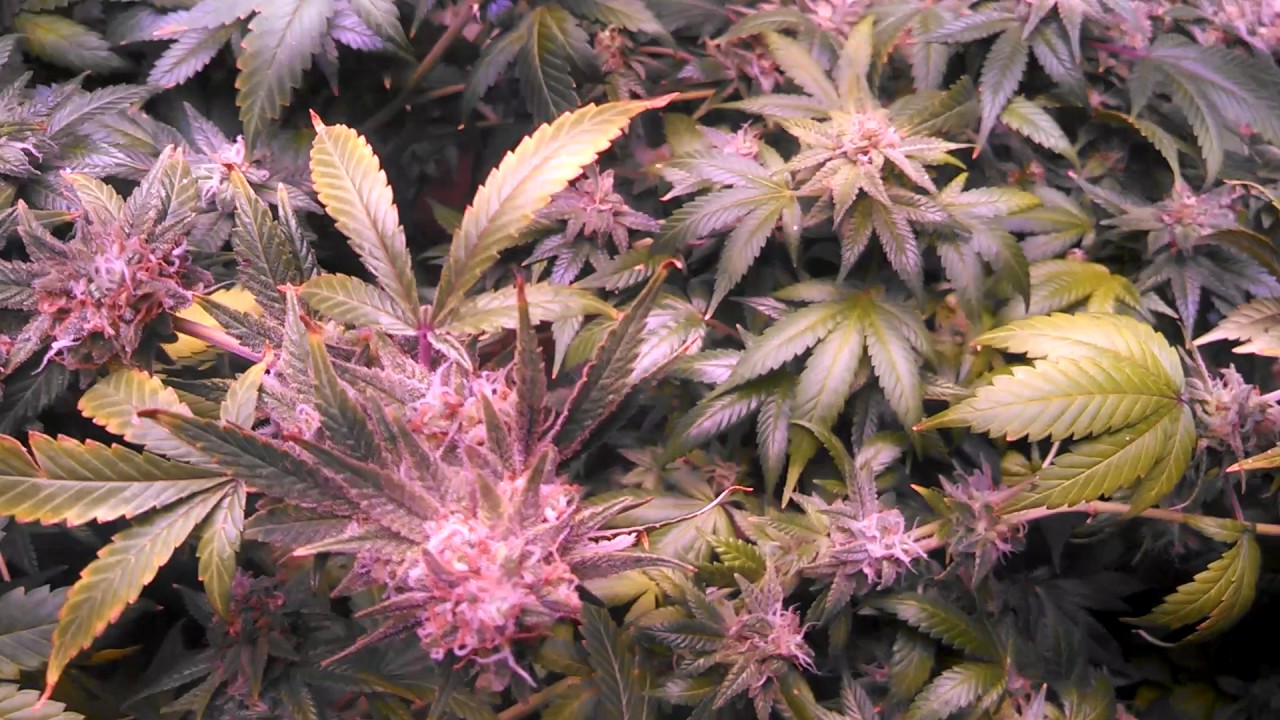 Day 59 Cheese Perfect sun Goliath