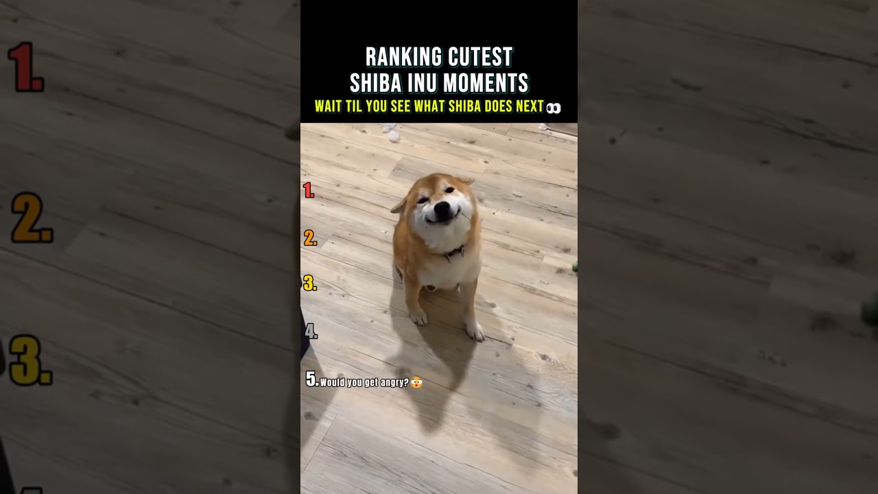 Ranking Cutest Shiba Inu Moments