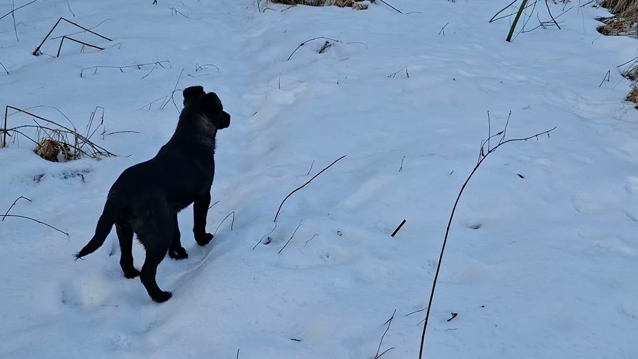 spacer 31z 365 #spacer #rzeka #dog #piesek 