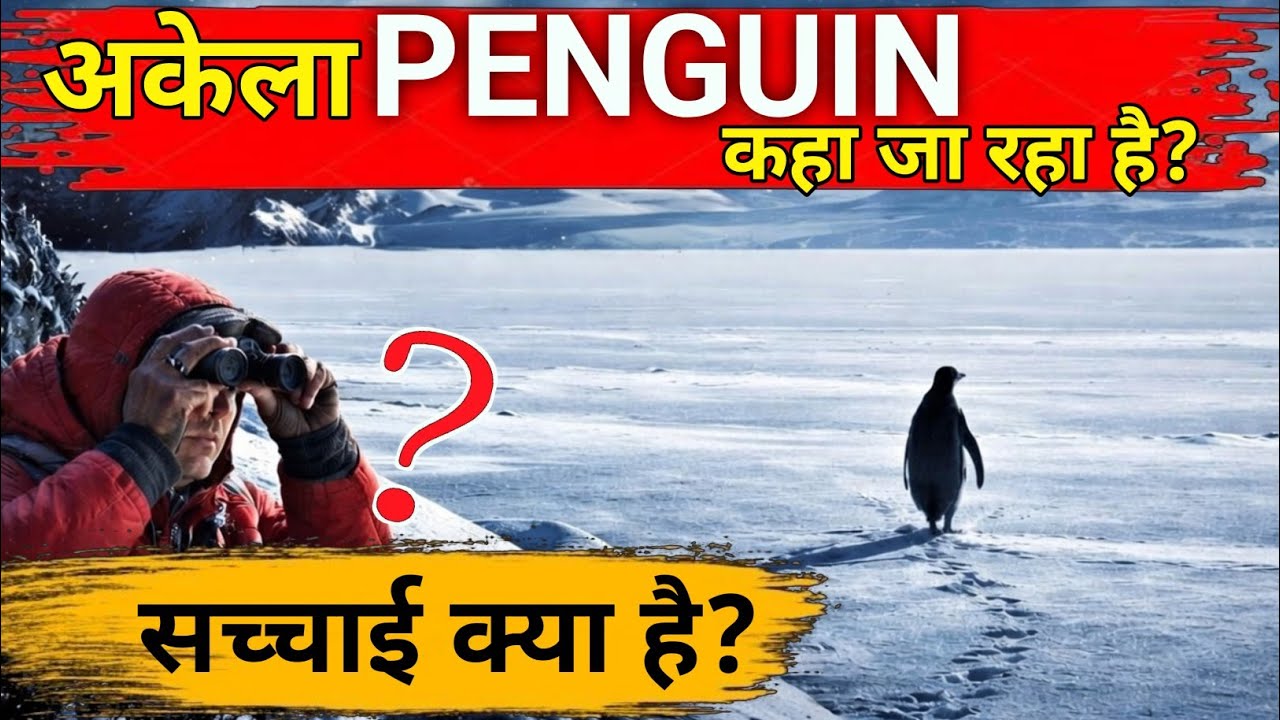 Why Is This Penguin Walking Alone in Antarctica? | Viral Penguin Story Explained (Hindi)