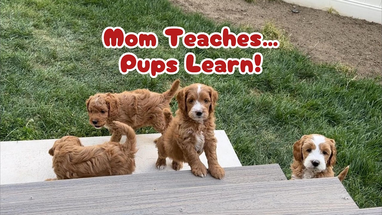 Mama Dog’s First Stair Lesson for Her Pups | Each Puppy Learns at Their Own Pace | Puppy Life | Pets