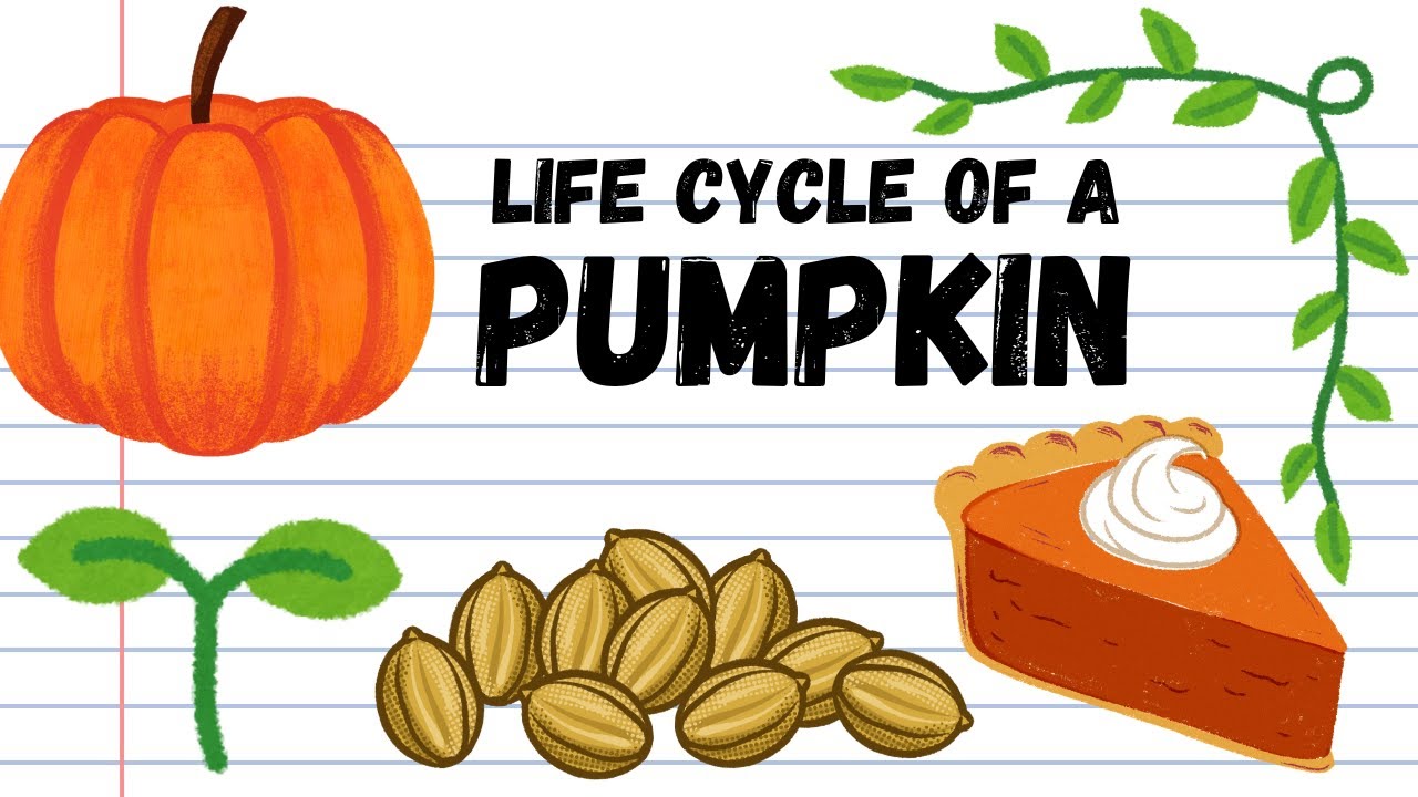 Pumpkin Life Cycle Lesson for Kids