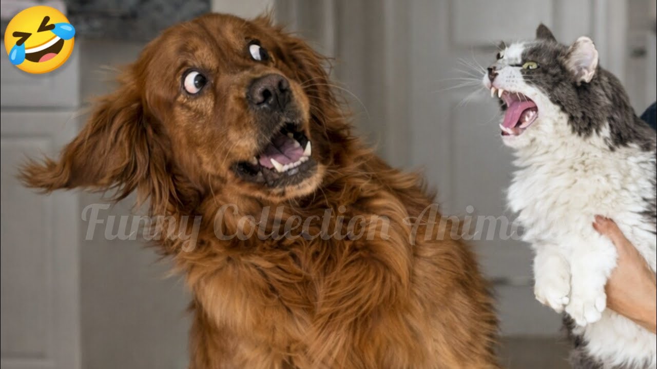 Funny ANIMALS Videos🤣 Funniest Dogs & Cats 🐶😼