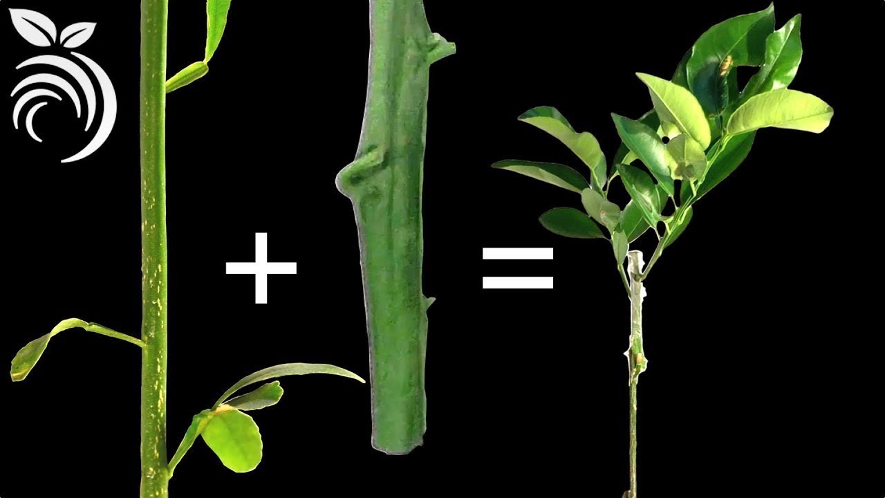 Grafting Citrus with the Z Grafting Technique