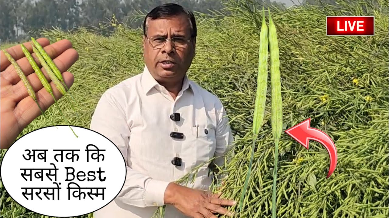 आजतक कि सबसे Best सरसों वैरायटी 👌 इससे ऊपर तो राम का ही नाम है 💥 पैदावार कि मास्टर 💫