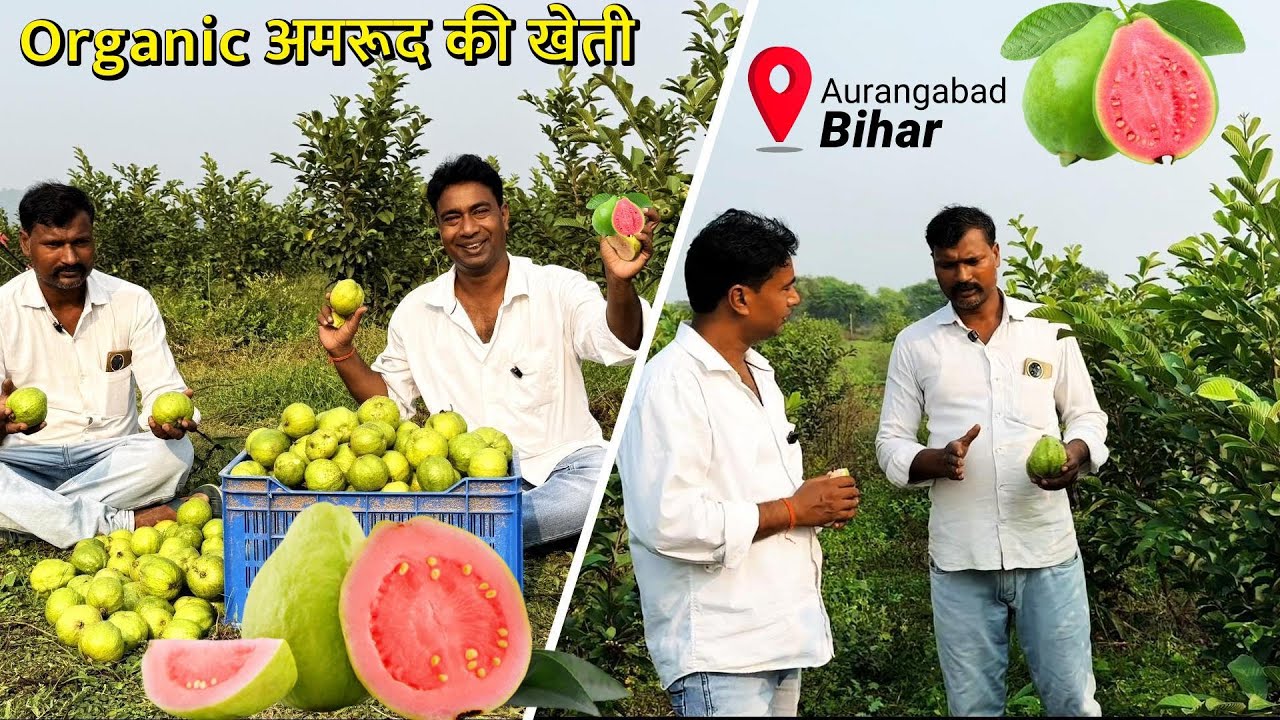 बिहार के औरंगाबाद में 100 एकड़ में Organic अमरुद की खेती || Guava Farming Plant in Aurangabad, Bihar