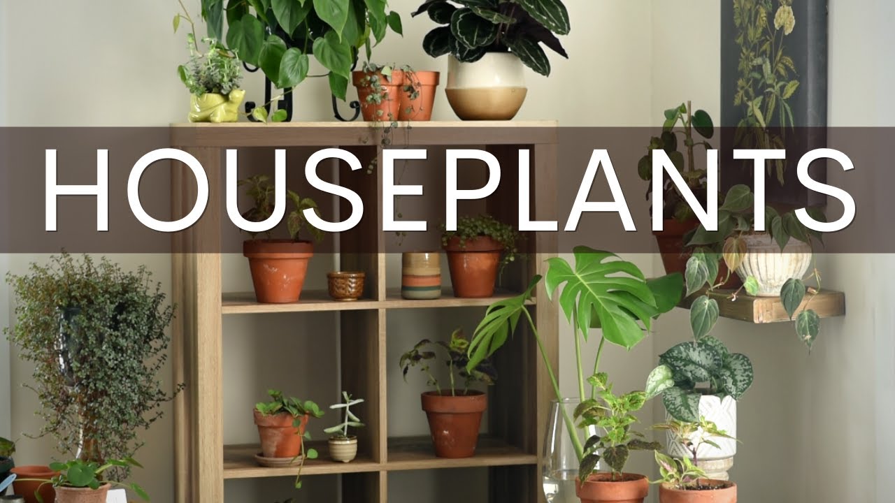 My INDOOR PLANTS Finally Have A Home // Houseplant Collection Tour