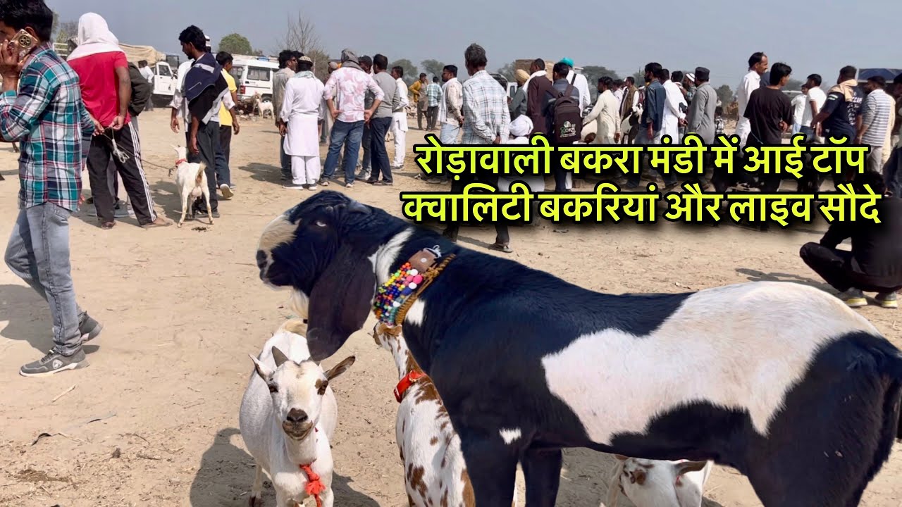 रोड़ावाली बकरा मंडी में आई टॉप क्वालिटी बकरियां एकदम सस्ती @farmingbaa #GoatFarming #GoatFarm 
