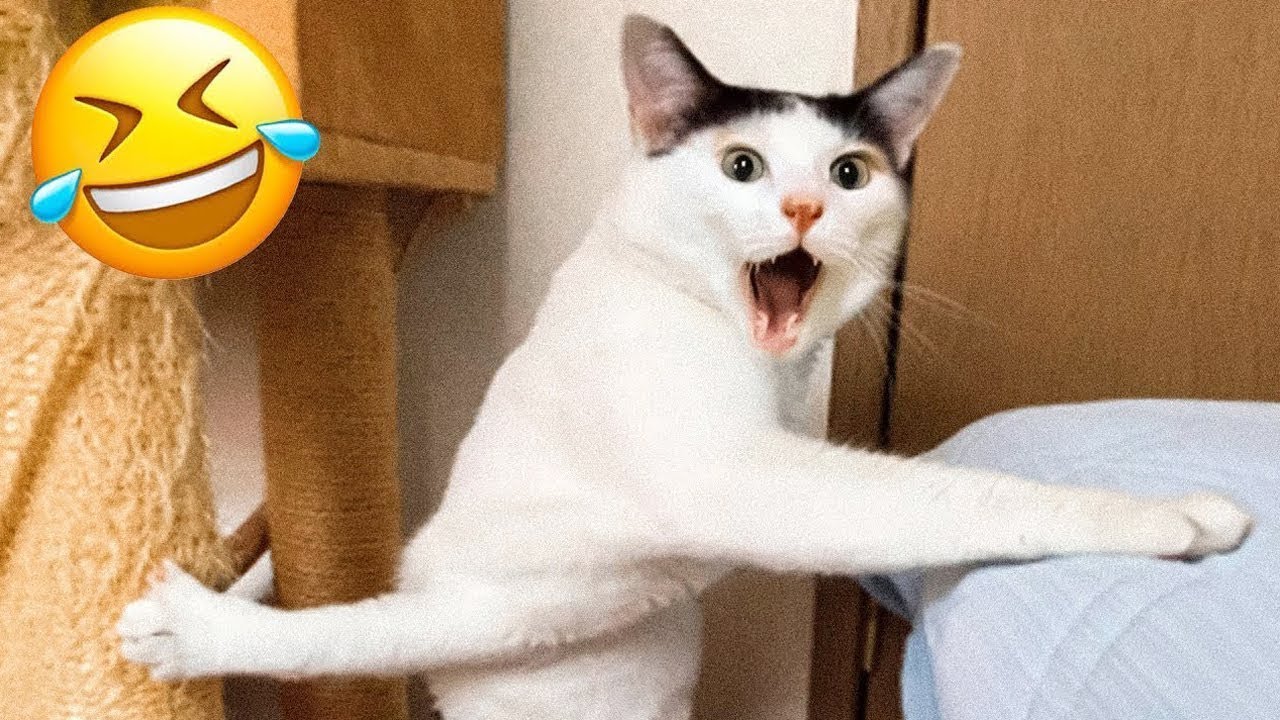 Camera captured funny cat and dog compilation