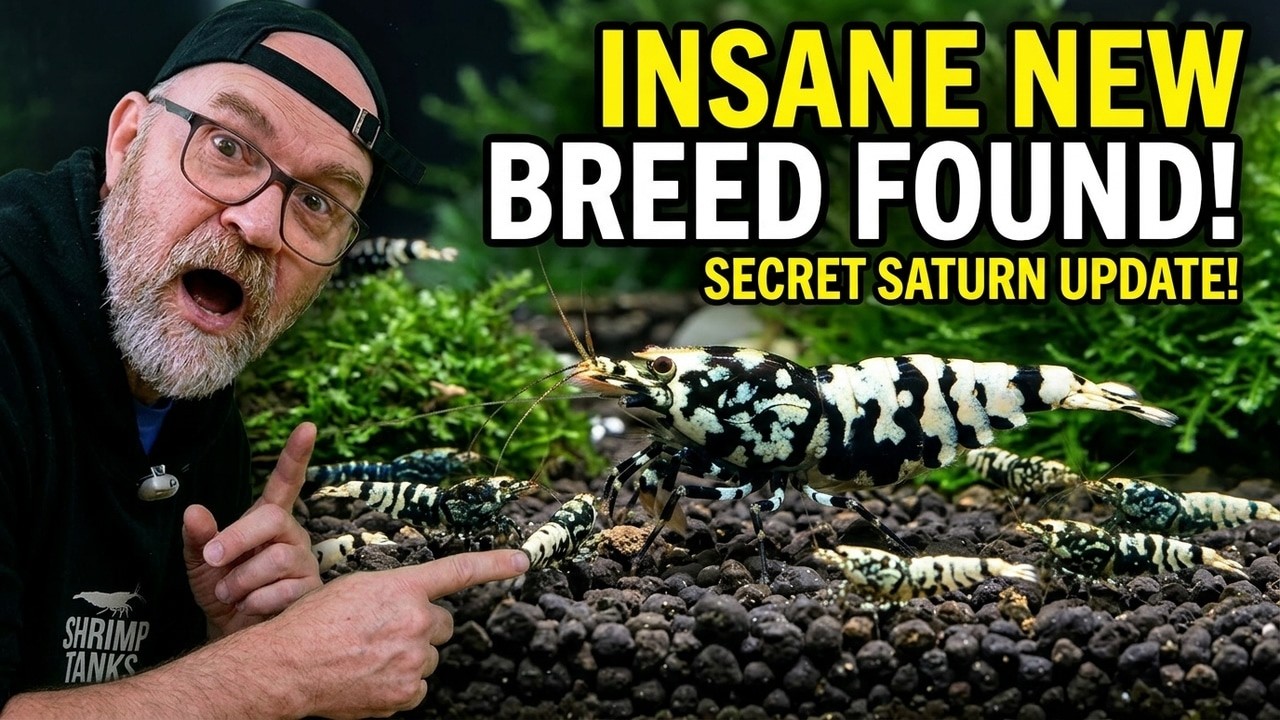 How To Crossbreed Zebra Pinto and Blue Tiger Shrimp – Shrimp Breeding Update