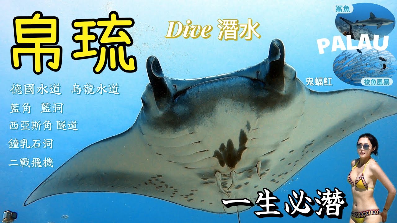 世界十大潛點『帛琉』｜精采大物連連｜鬼蝠魟、鯊魚、拿破崙、隆頭鸚哥、梭魚、捷克魚風暴｜潛到捨不得回來｜綠豆人潛旅帛琉篇