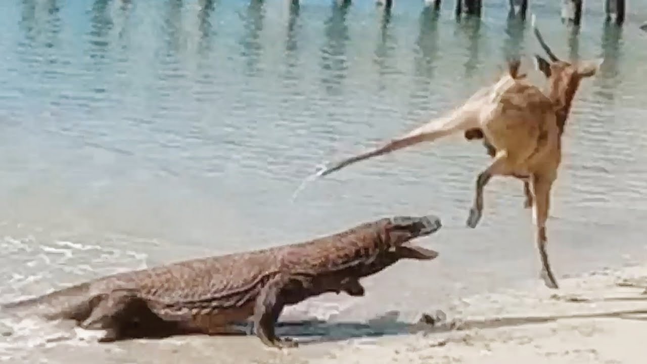 deer swam out to the sea to avoid the dragon attack.