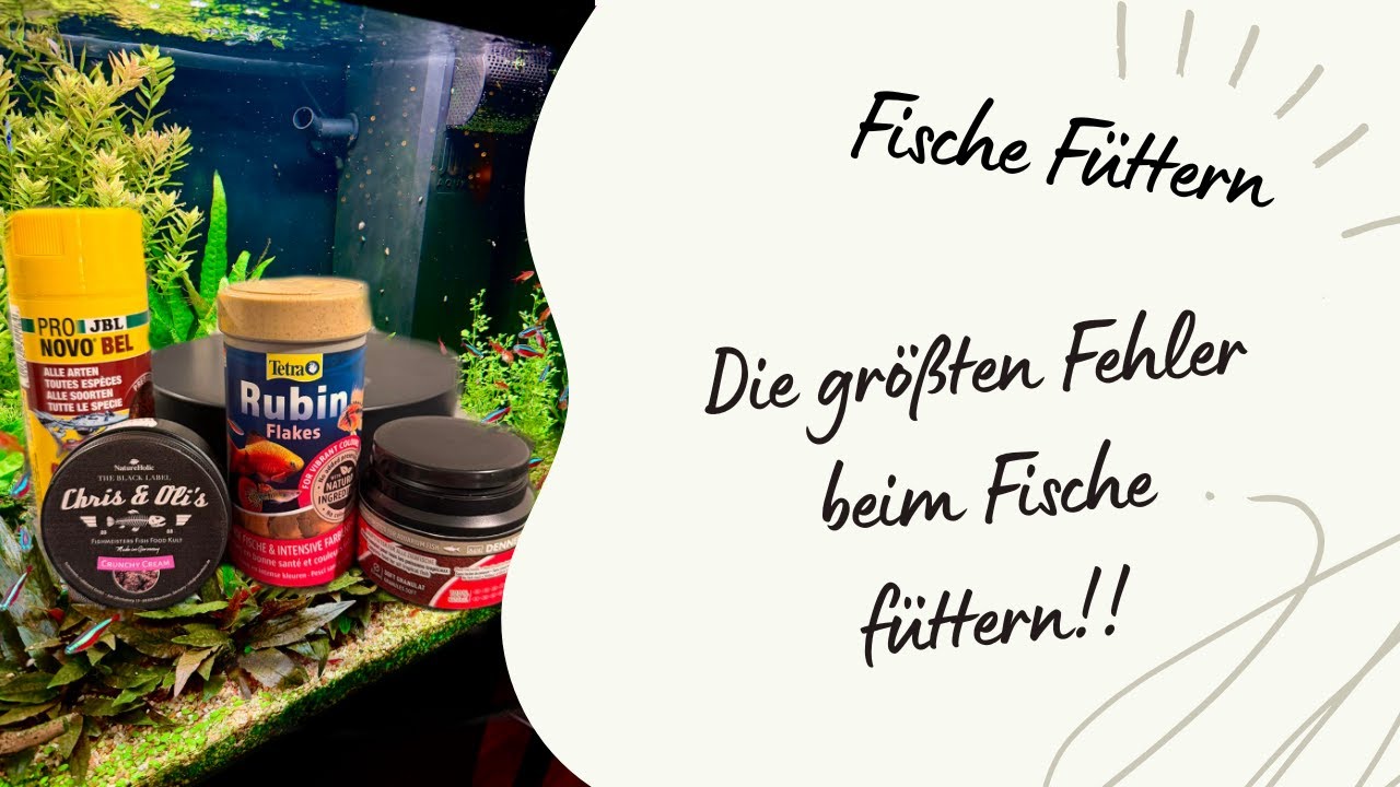⚠️ Aquarium Fische richtig füttern: Dieser Fehler kostet Leben!
