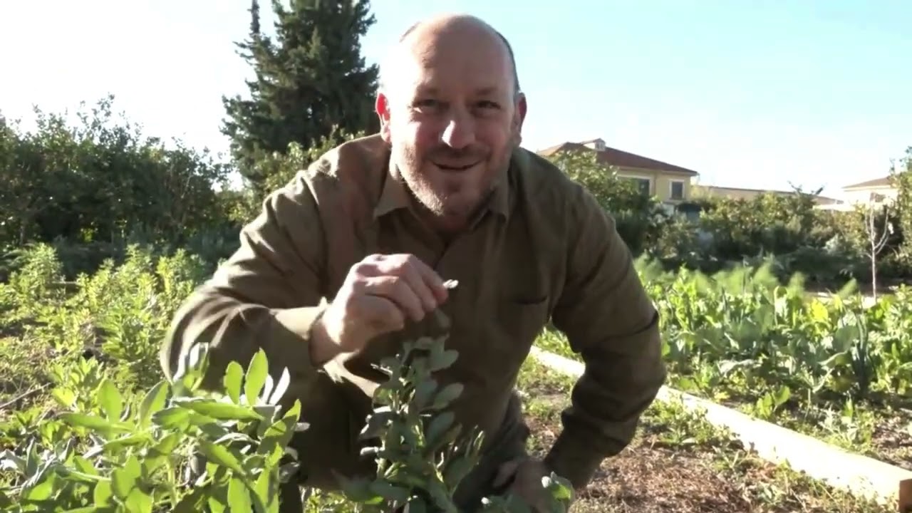Habas, Guisantes, Tirabeques y Judías: Cultivo, Beneficios y Secretos de la Huerta.