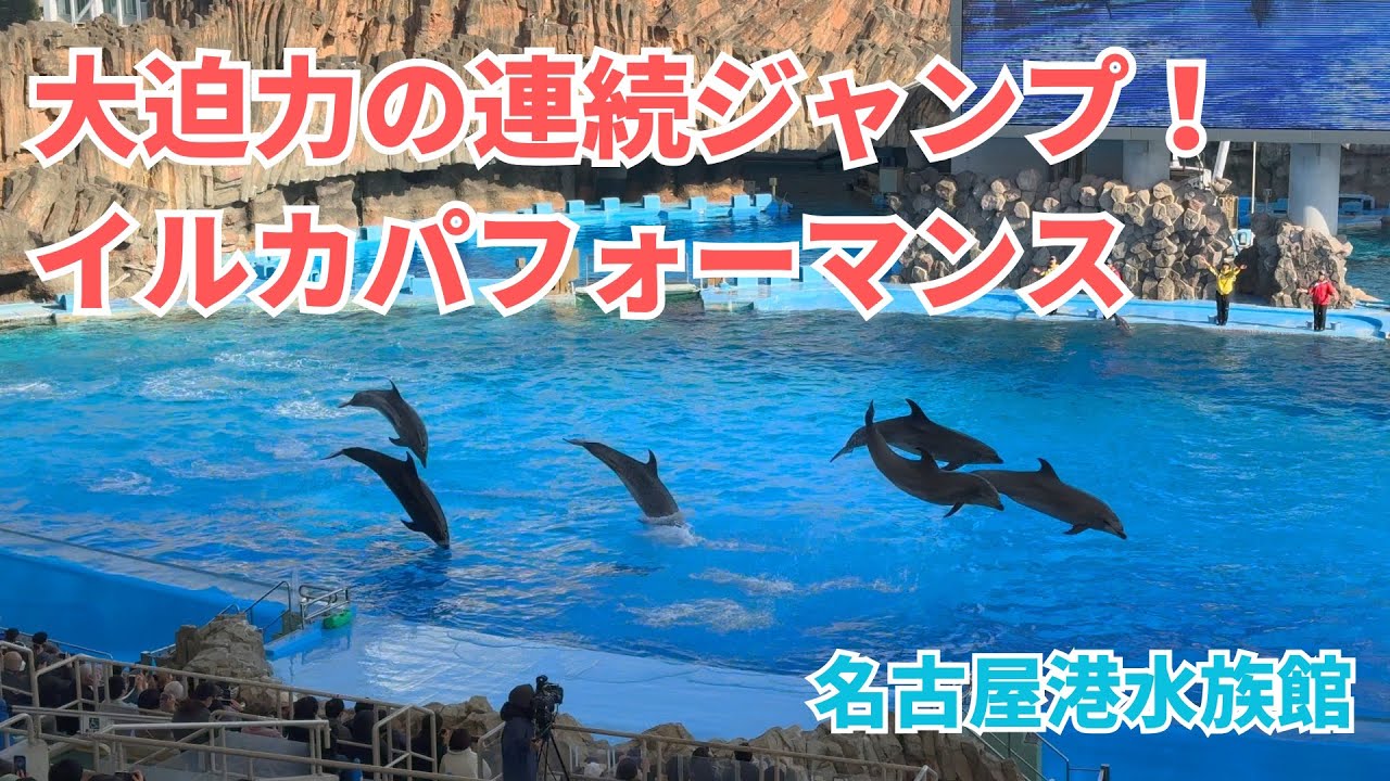 【名古屋港水族館】大迫力の連続ジャンプ！イルカパフォーマンス