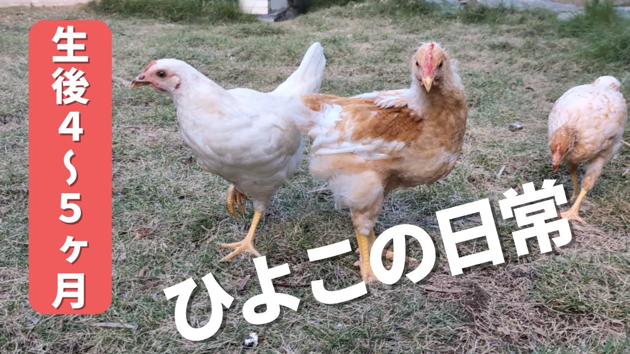 【ひよこの日常】生後４ヶ月から５ヶ月のひよこたち　にわとりに成長！【お庭で放し飼い】