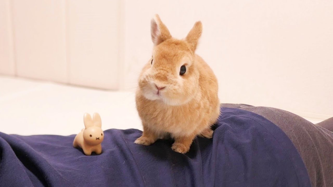 大好きな飼い主の背中を知らん奴に奪われてしまったウサギの反応がこちら