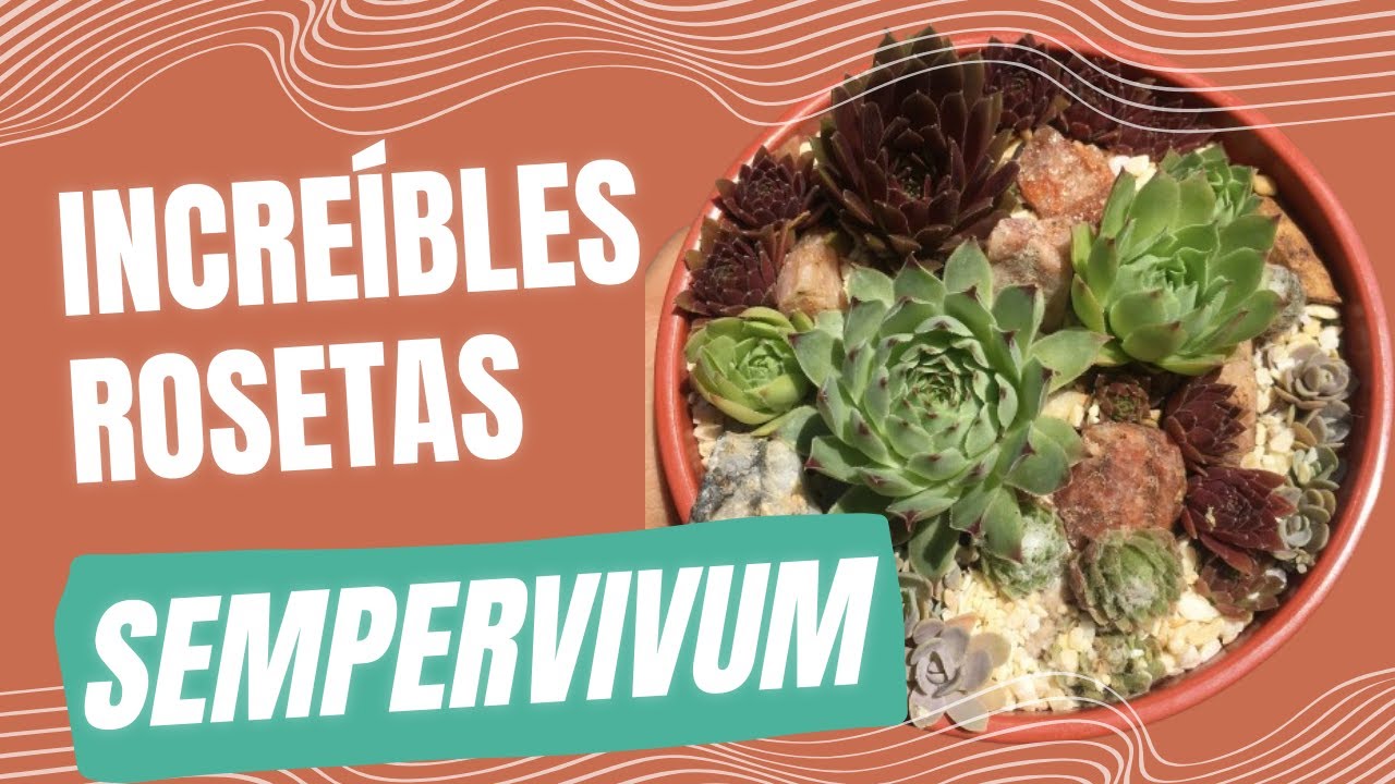 Sempervivum: Majestuosas Rosetas. Algunas variedades y cuidados #sempervivum