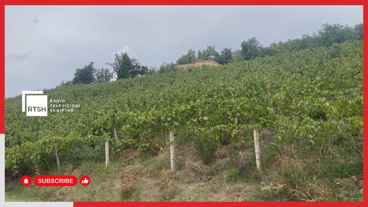Vjelja e vreshtave në Elbasan - Fermerët të kënaqur me çmimin e shitjes në treg