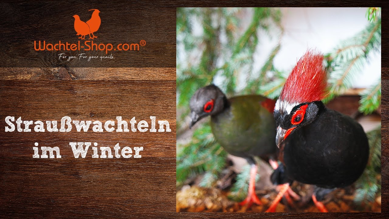 Straußwachteln im Winter - Zusammenfassung Wachtel-Live-Talk | Wachtel-Shop.com