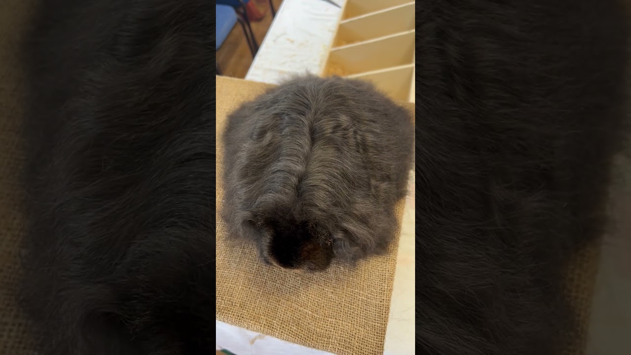 Long haired Texel guinea pig has a lot of coat!