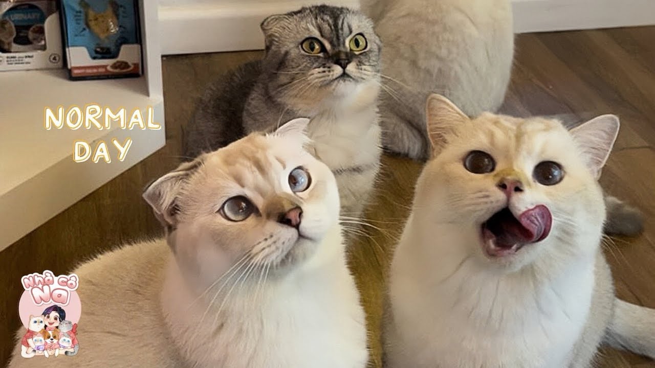 Mỗi Khi Mẹ Na Đi L&agrave;m Về Th&igrave; Bi-Mon-&Uacute;t-D&acirc;u Sẽ Như Thế N&agrave;o? | Nh&agrave; c&ocirc; Na #19