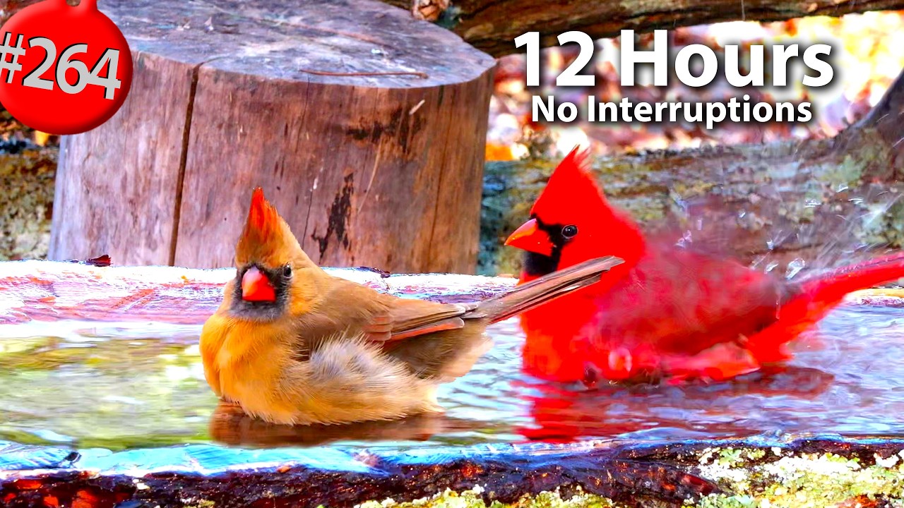 12 Hrs Best of Relaxing TV for Cats 😻 Uninterrupted Birds 🐦 Viola &times; wittrockiana Cat TV @LensMyth​