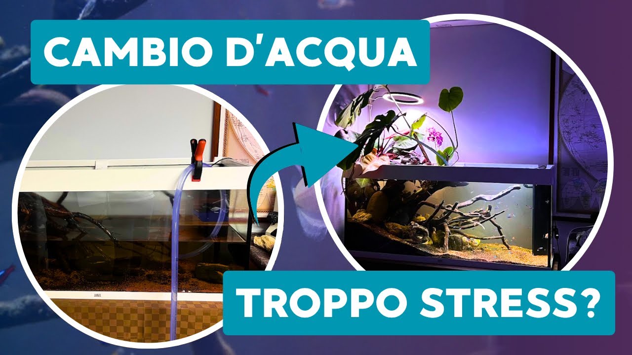 Guida al CAMBIO D’ACQUA + problema dello STRESS da SHOCK TERMICO nei Pesci d’Acquario