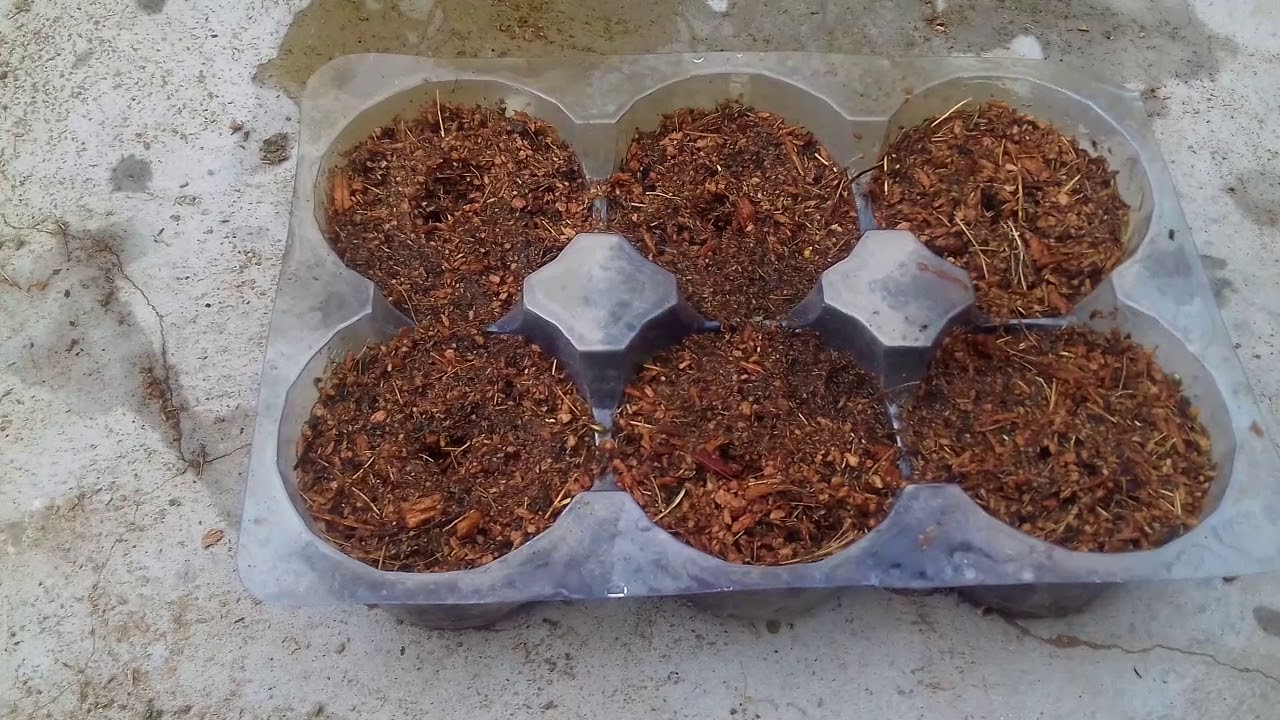 Seeds grow in home made cocopit