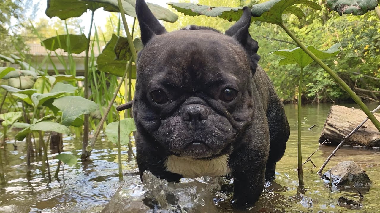 The French bulldog explores a small river