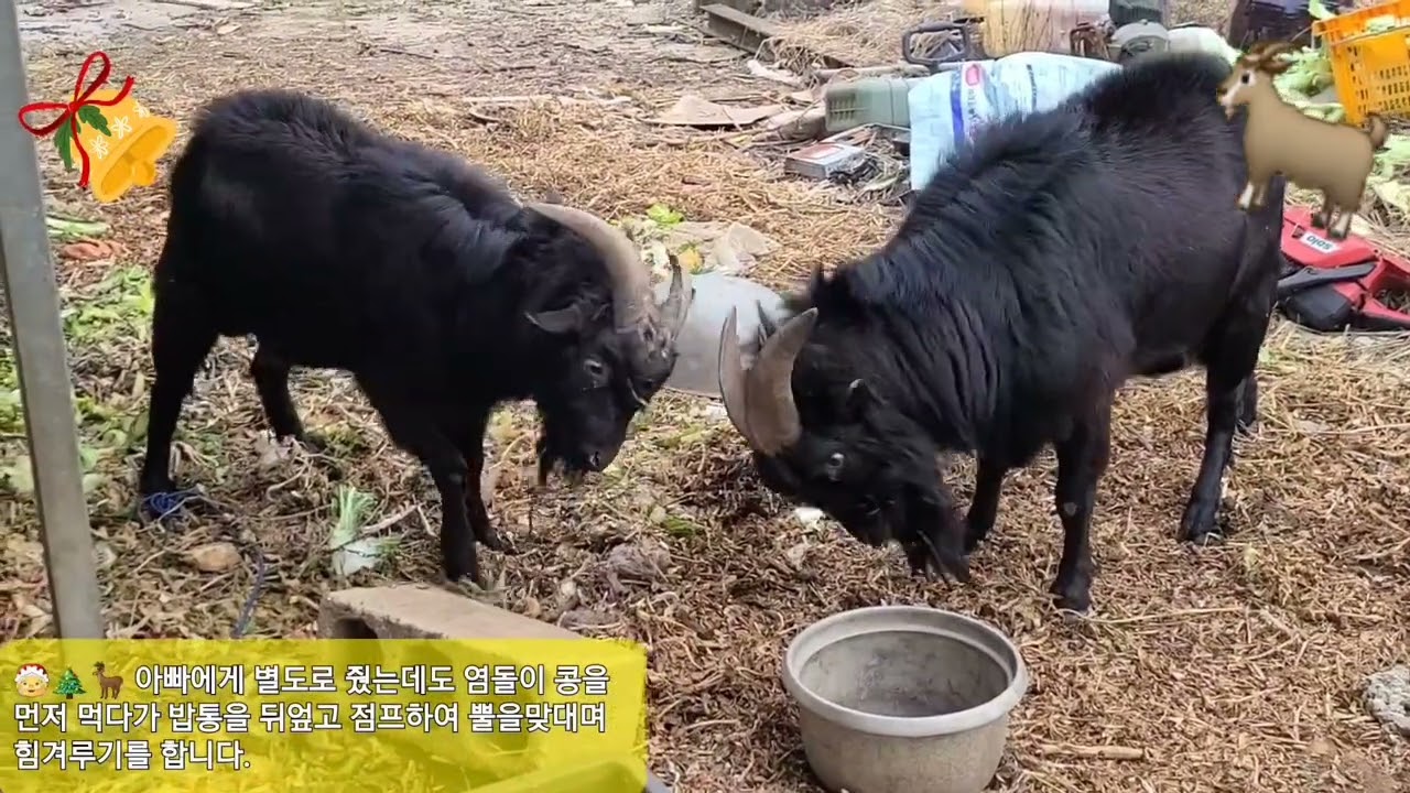 🐐🎅🦌🎄 염돌이와 염돌이 아빠의 기스(잡티)콩 경쟁은  끝나지 않았습니다.🤶