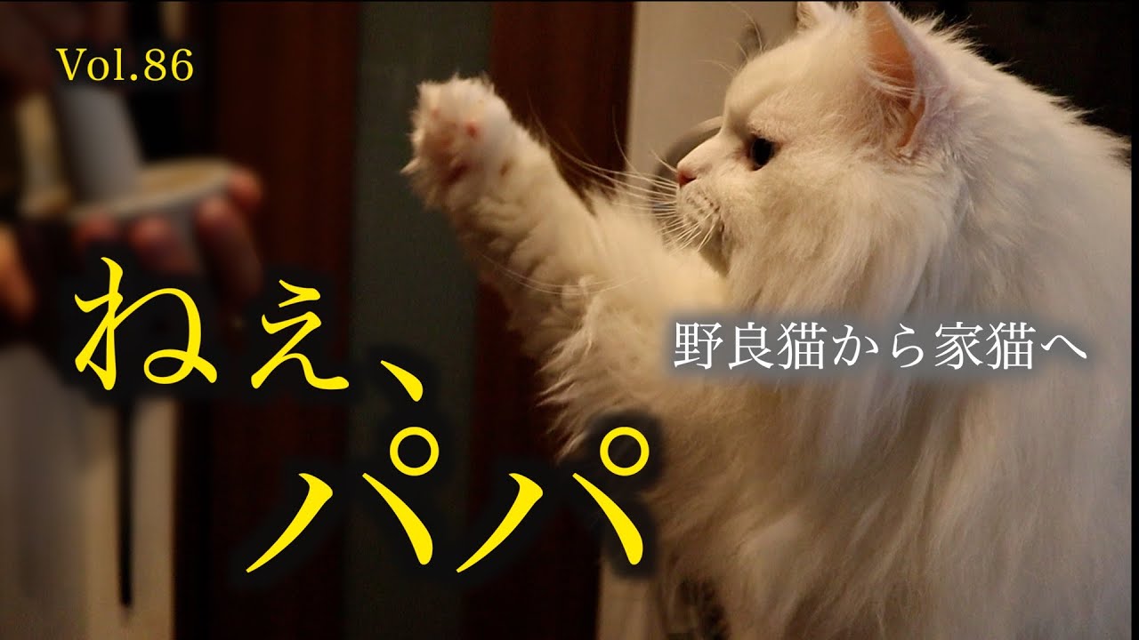 久しぶりのパパとの時間。パパに催促するおててが可愛すぎます♡ The cat's paws are too cute