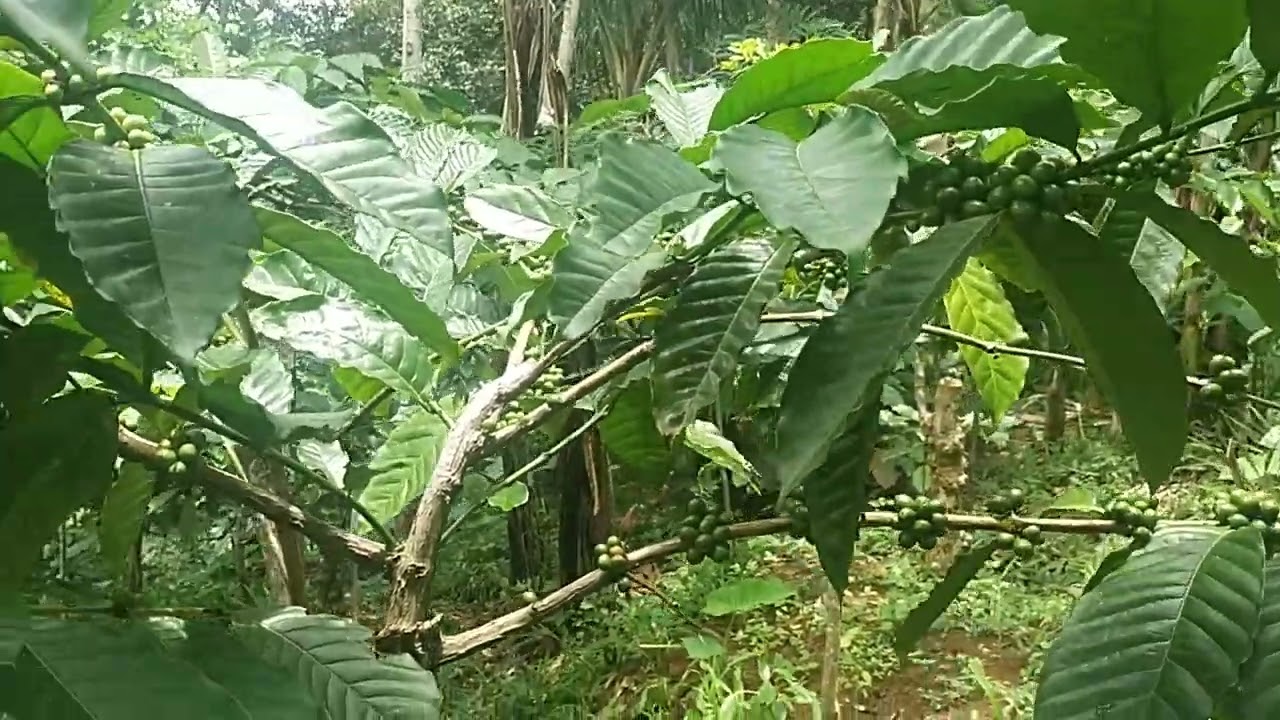 POHON DURIAN TUMPANG SARI DENGAN KOPI??#PETANI KOPI #DURIAN 