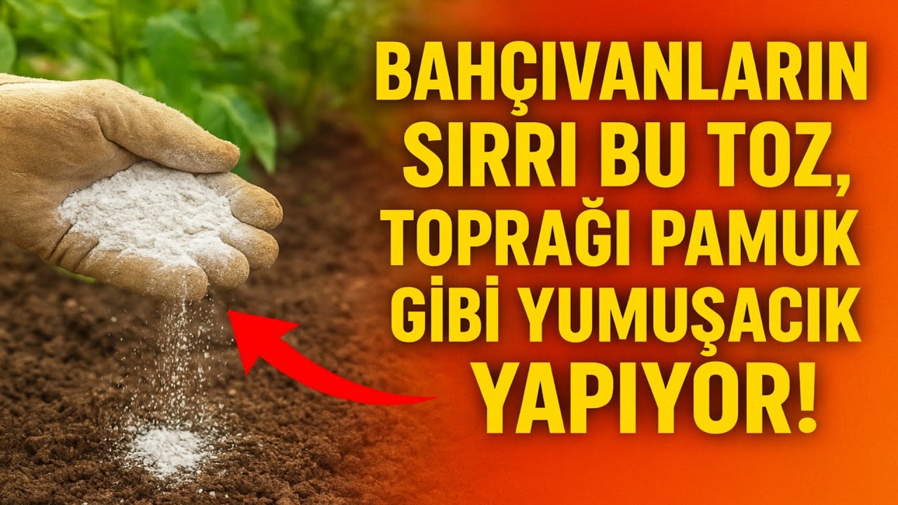 Bahçıvanların Sırrı: Bu toz, toprağı pamuk gibi yumuşacık yapıyor! Küreği sonsuza dek unutun.