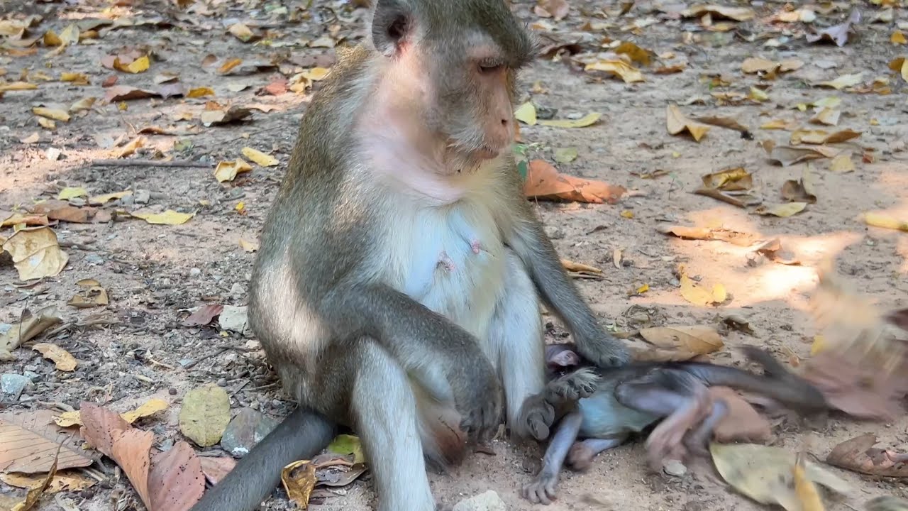 Monkey Crie To Ask While Monkey Anna Wean In Silent Jungle At Dawn She Pleads For Kindness Forgiving