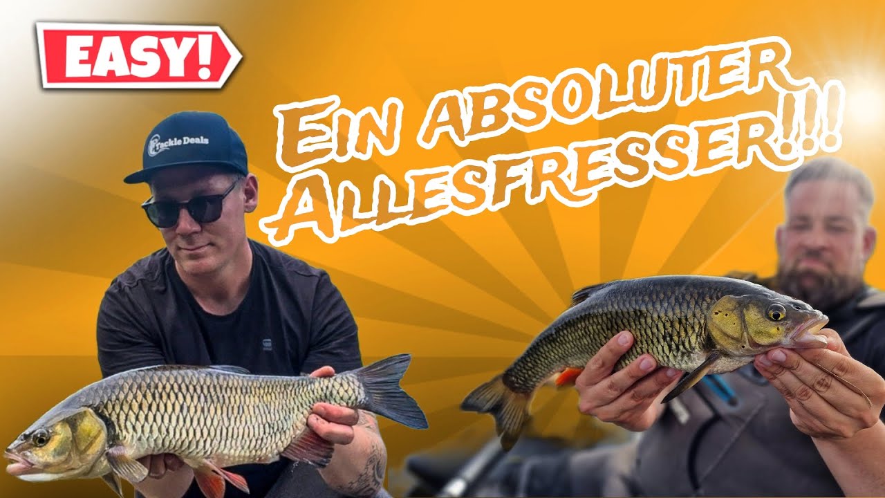 XXL DÖBEL ganz leicht angeln🔥 Schwimmbrot / Wobbler im kleinen Fluss auf große Fische