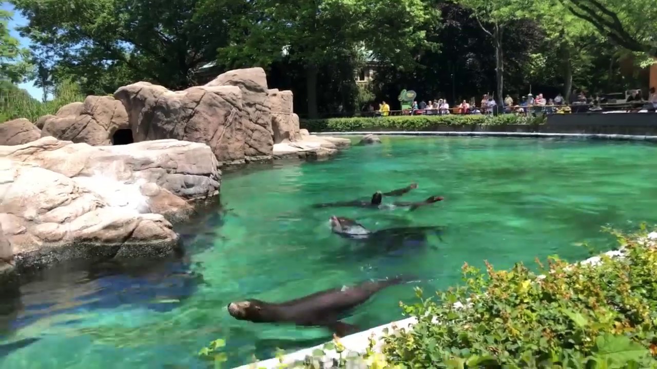 Sea Lions | Cute Sea Lions | Bronx Zoo | New York | USA |