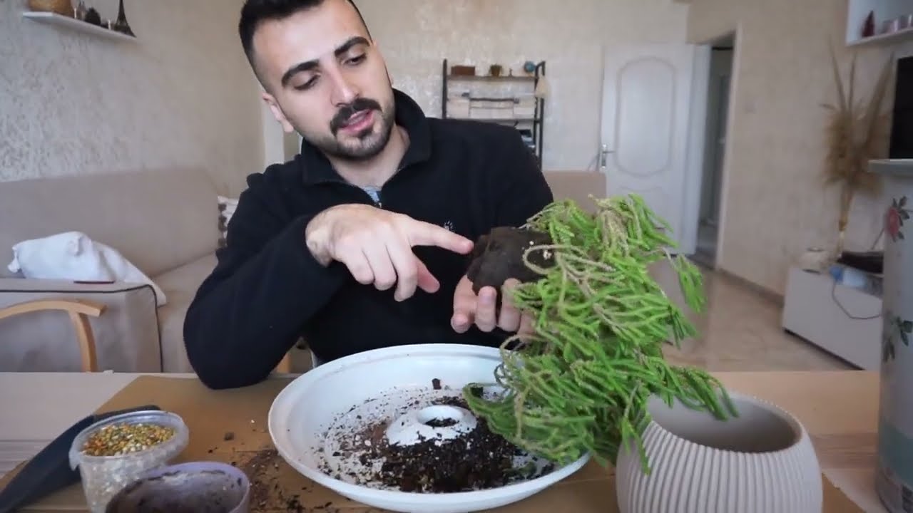 ASLA ÖLDÜREMEYECEĞİNİZ BİTKİ : PRENSES ÇAMI (SAKSI DEĞİŞİMİ)
