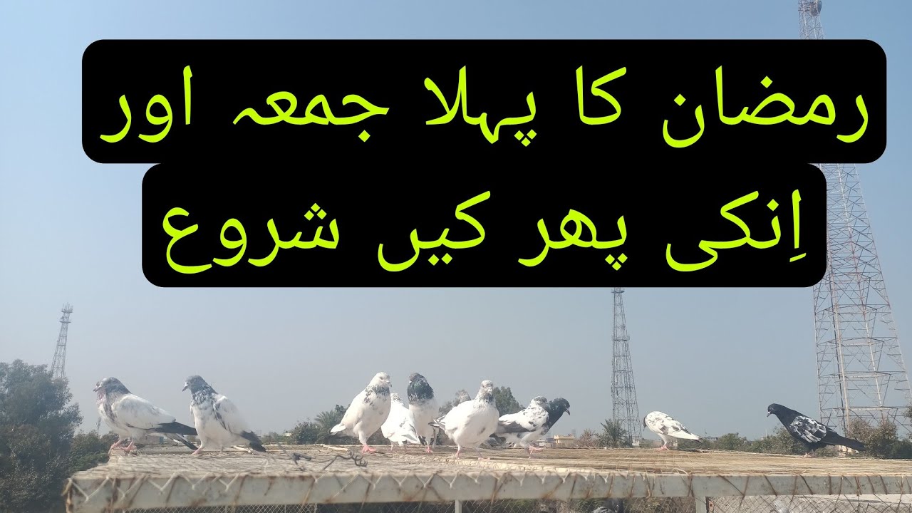 رمضان کا پہلا جمعہ اور کبوتروں کی پھرکیں شروع 😉😱