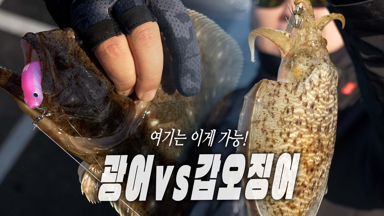 미쳐버린 가을 광어! 그리고 커져버린 갑오징어! 쉴틈없는 이곳은?
