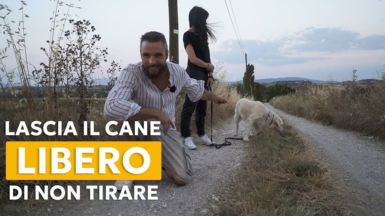 COME INSEGNARE LA CONDOTTA CON UN GUINZAGLIO LUNGO