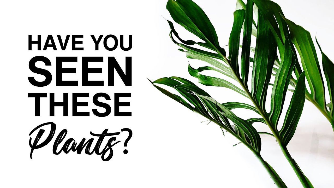 WHY DON'T PEOPLE OWN THESE HOUSEPLANTS?