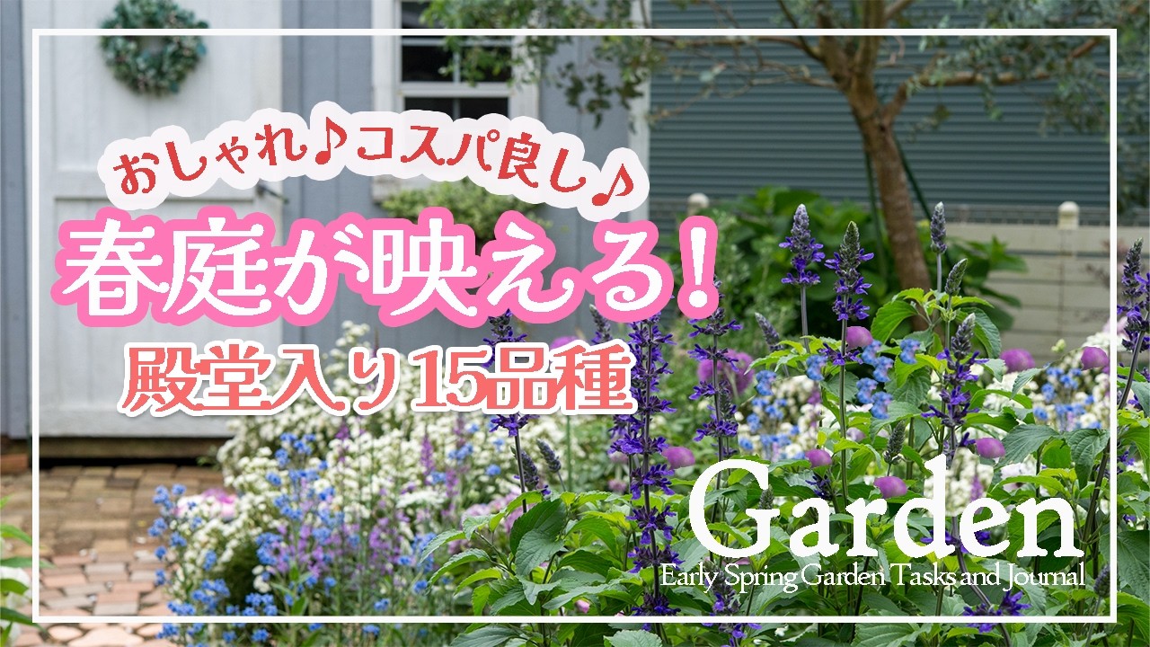 毎年リピートして植えてる15品種🌿春と初夏に咲く素敵な植物🌿春庭をおしゃれに彩り、種で増やせるコスパの良い花をご紹介🌿植え付けと育て方の注意点 #ガーデニング #園芸