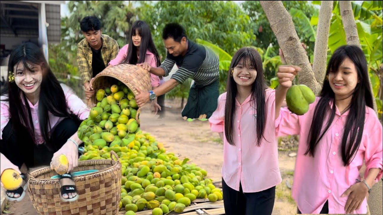 လေမုန်းတိုင်ဒဏ်ကြောင့် သရက်သီး တခြံလုံးကြွေ