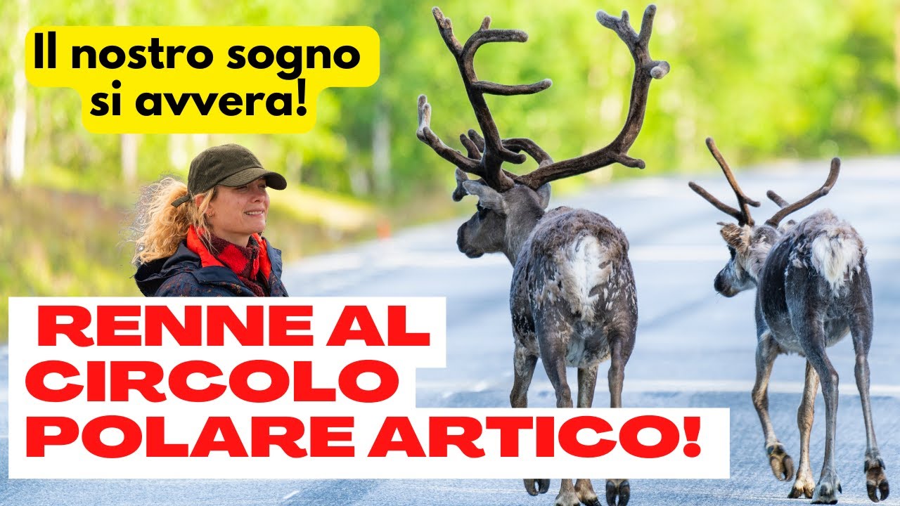 Renne al CIRCOLO POLARE ARTICO: un'emozione incredibile 🥹