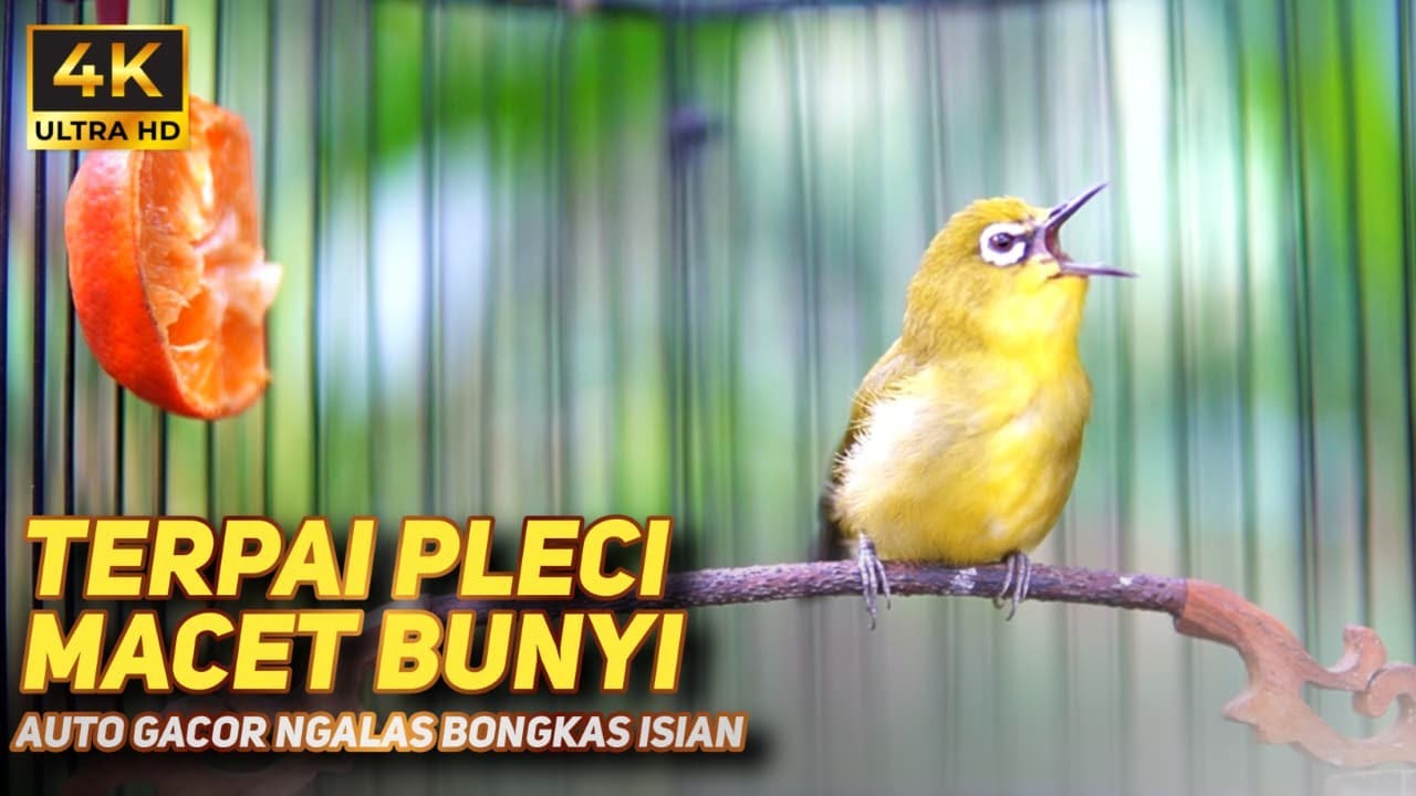 TERAPI PLECI MACET BUNYI CEPAT GACOR | MASTERAN PLECI BAHAN AUTO GACOR BERJAMAAH